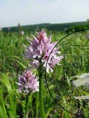 Ятрышник трехзубчатый 001